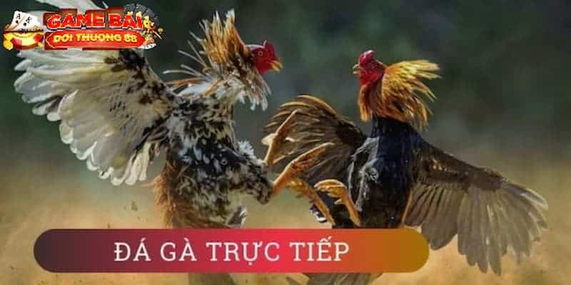 Giải thích về đá gà casino trực tiếp là gì?