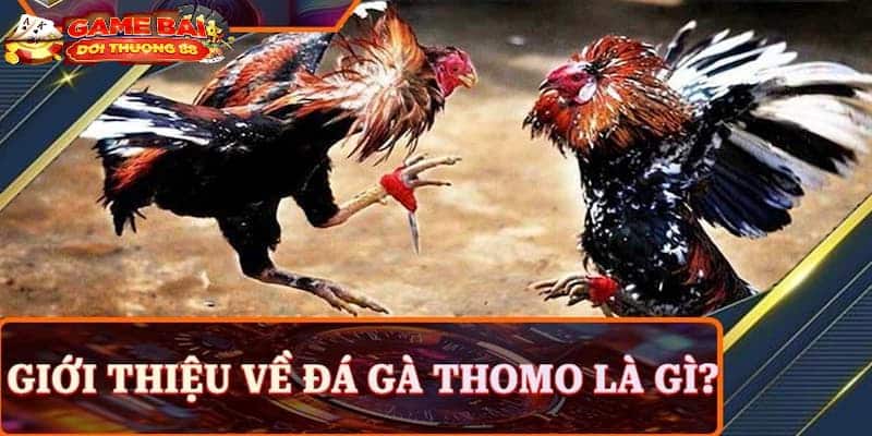 đá gà thomo hôm nay trực tiếp